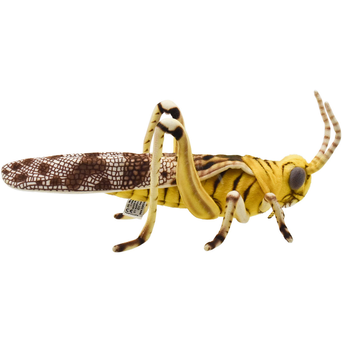 サバクトビバッタ 39 | HANSA