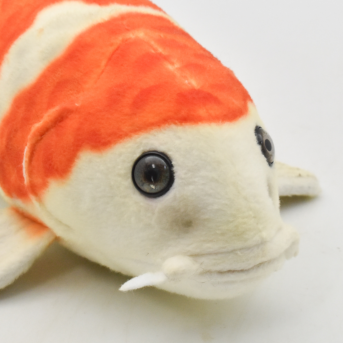 錦鯉 紅白 35 | HANSA