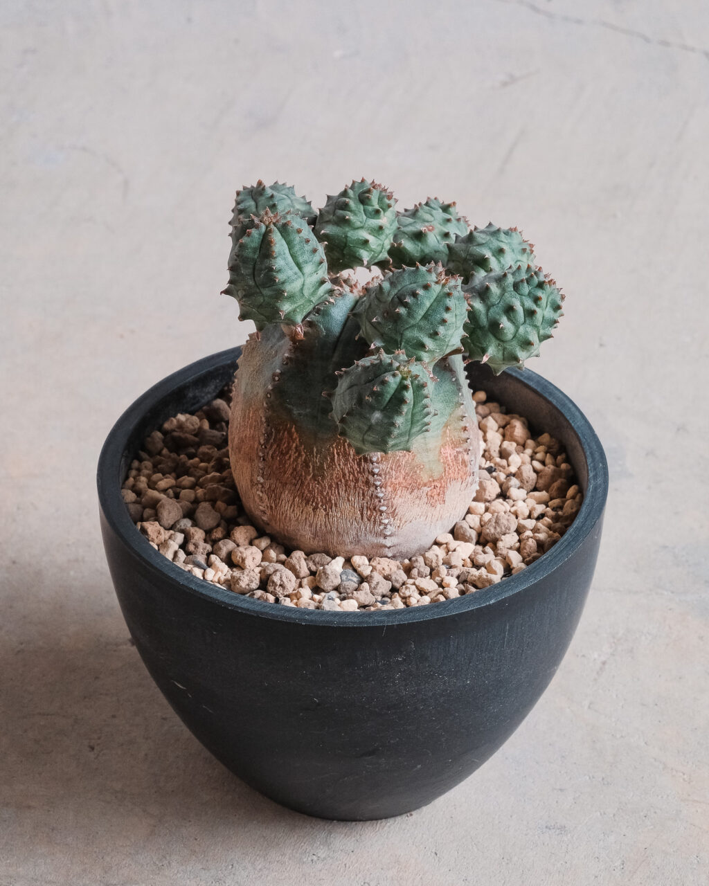 marvistaポット】 ユーフォルビア・オベサブロウ – HANS 多肉植物と