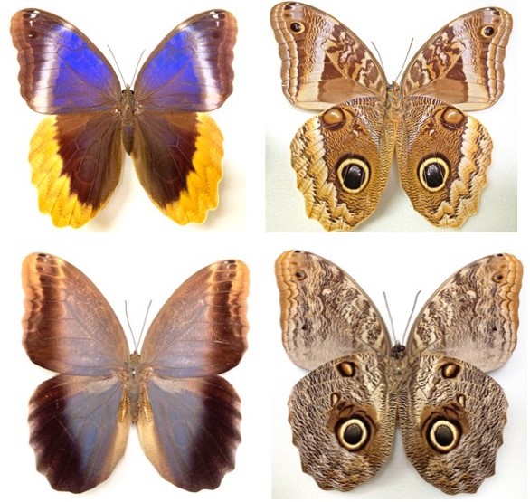 チョウの翅裏のひみつ - 兵庫県立 人と自然の博物館（ひとはく）