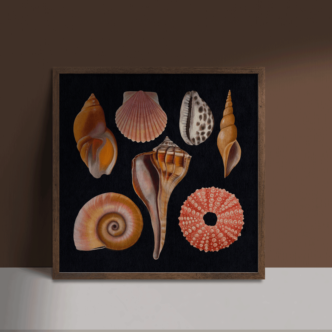 Vintage Botanical Seashell Illustration by Rebecca Zwanzig of High
