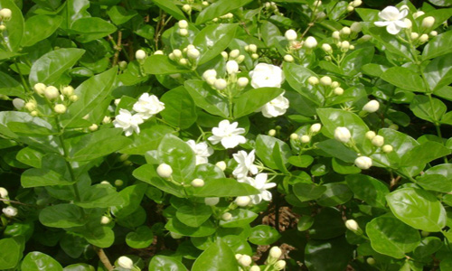 最高級 茉莉龍珠（九窨）姫茶伝オリジナル-中国茶専門店姫茶伝