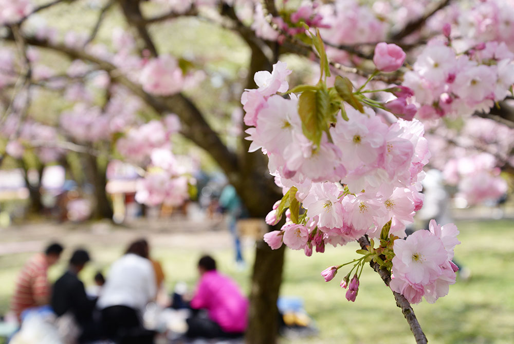 お花見の楽しみ方 - 弘前さくらまつり-Hirosaki Cherry Blossom Festival