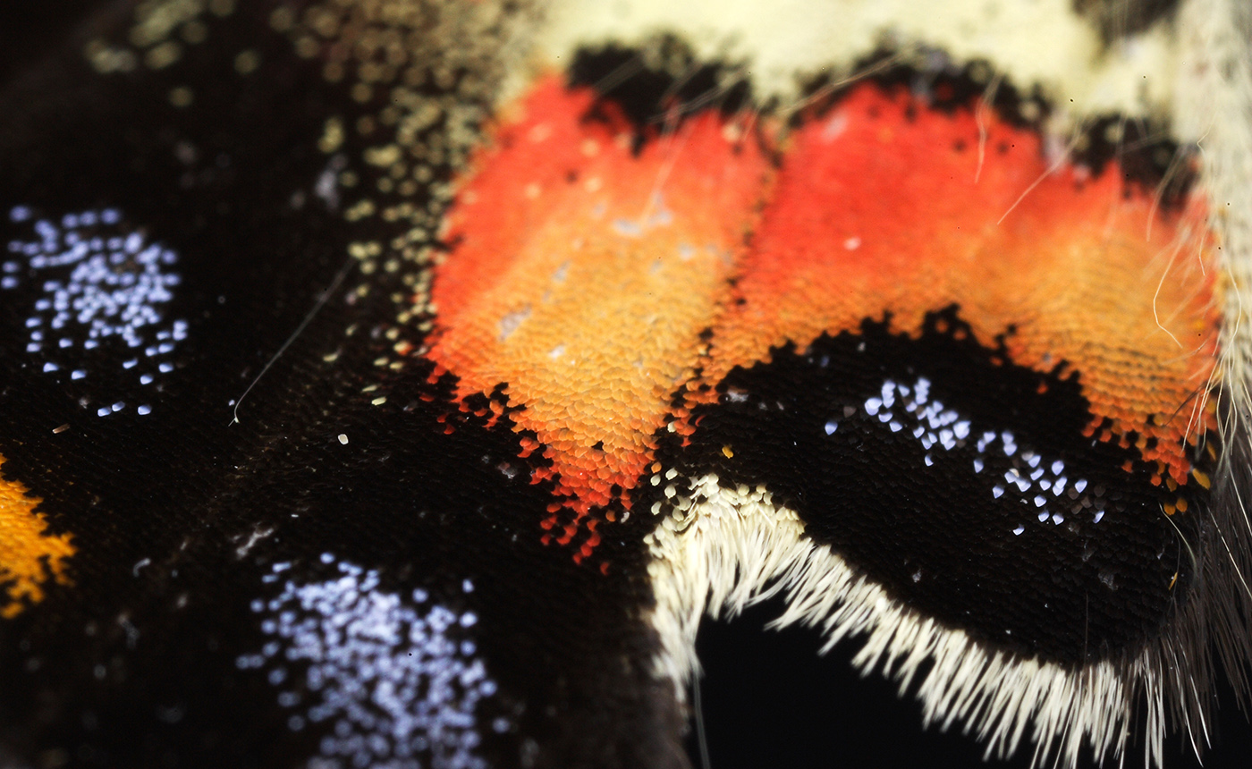 ギフチョウ | 【標本ナビ】多様性生物希少標本ネットワーク