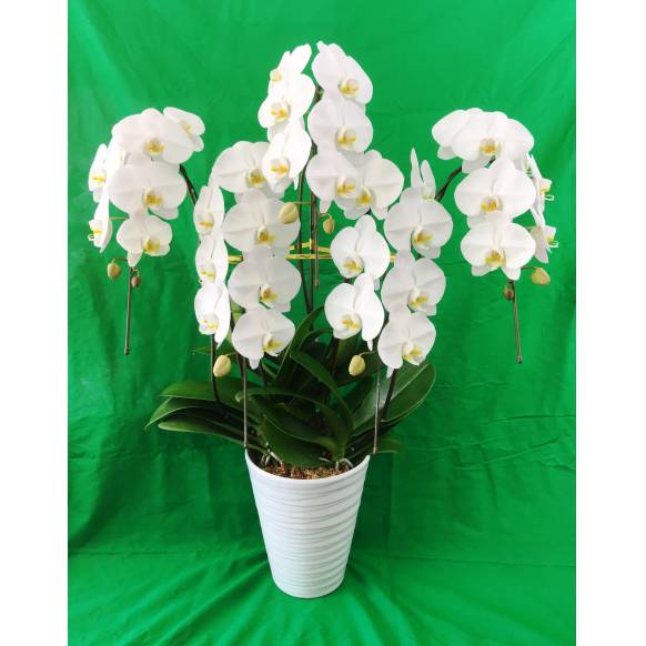お取り寄せ オリジナルフラワー 白胡蝶蘭鉢（3本立ち）｜花