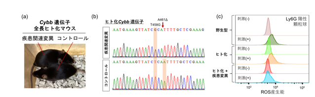 任意のマウス遺伝子を