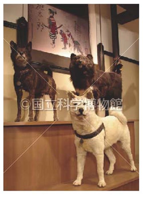 国立科学博物館 ミュージアムショップ / 伴りょ動物としての犬