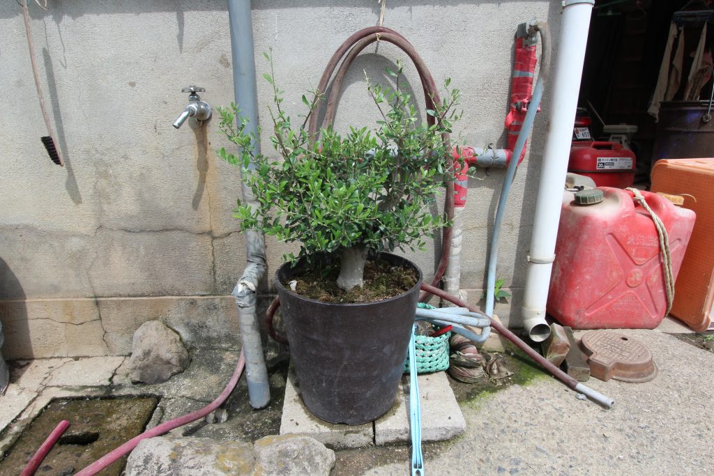 農園スタッフが育てている、オリーブの太木挿し