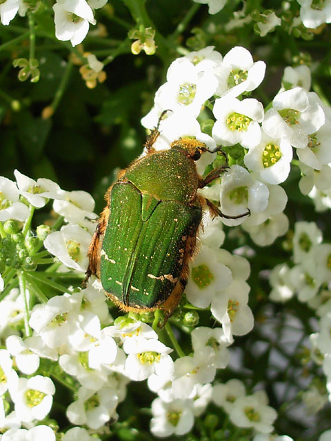 ナミハナムグリ（ハナムグリ）