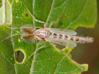 カ・ユスリカ図鑑