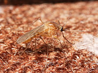 カ・ユスリカ図鑑