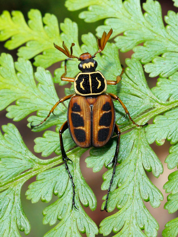 キイオオトラフハナムグリ