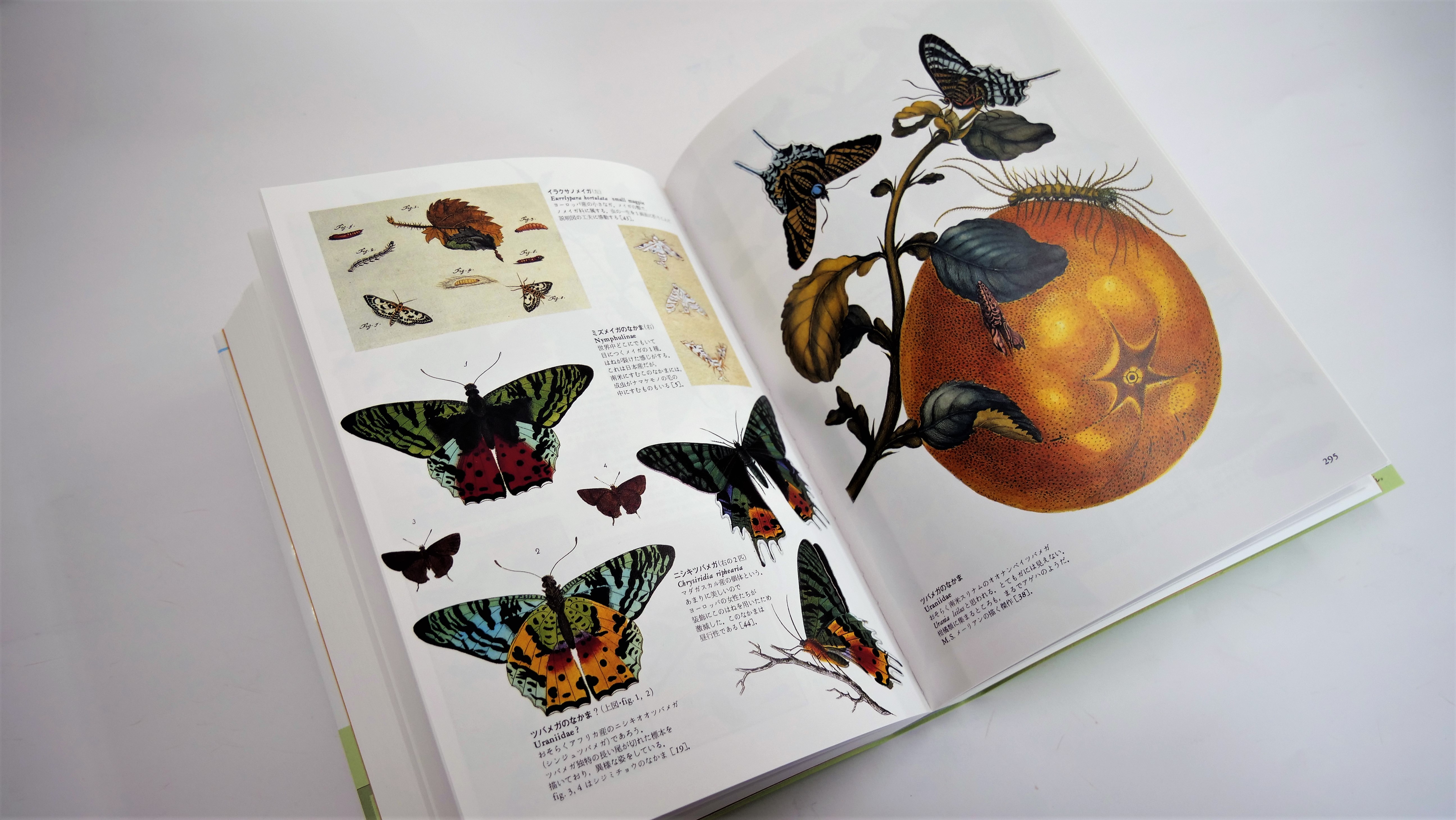 荒俣宏の偉業が待望の普及版に！古代から現代にいたるまでの、人と