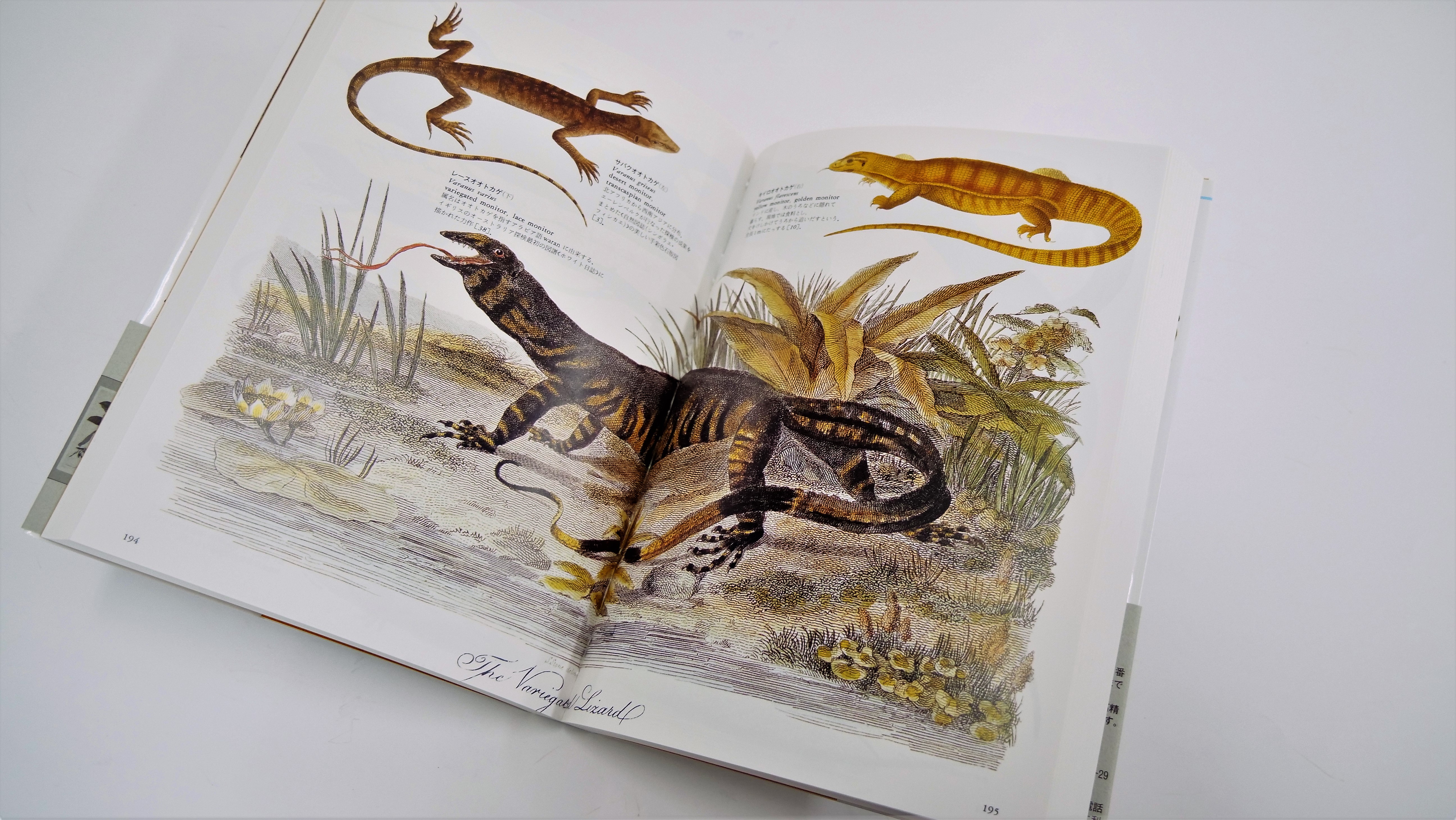 荒俣宏の偉業が待望の普及版に！古代から現代にいたるまでの、人と