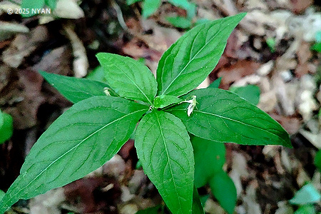 タデスミレ すみれの部屋 インターネットすみれ図鑑