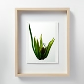 定番品】山口一郎 「HANA-green」｜ポスター｜IDEE SHOP Online