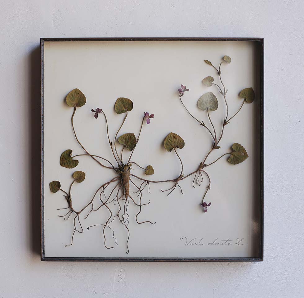 モリソン小林「植物記」（六本木） | NEWS | IDÉE