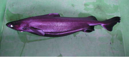 珍魚採集報告第12号 フトカラスザメ - 東京都島しょ農林水産総合センター