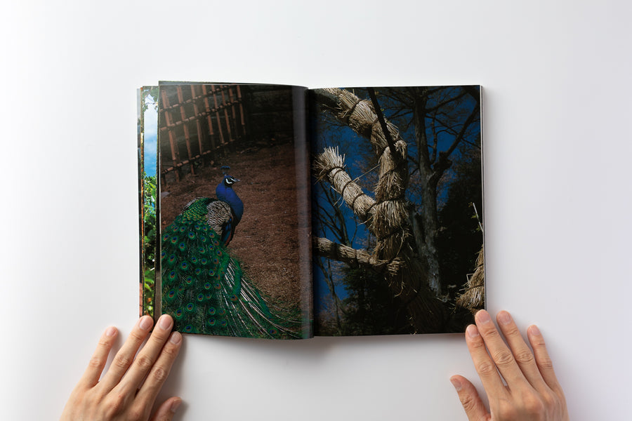 中平卓馬: 原点復帰 — 横浜 – IACK