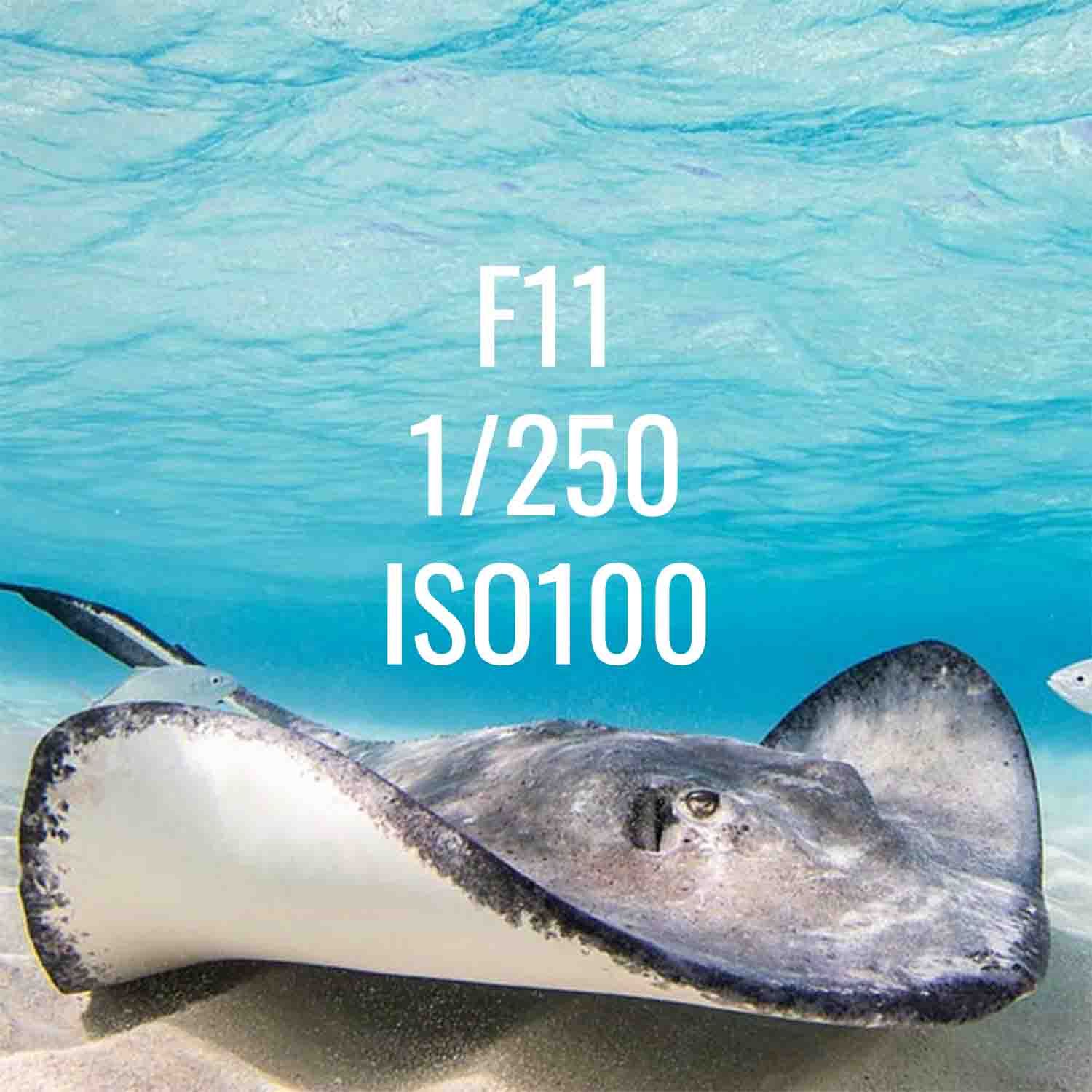 Underwater Housing for Canon PowerShot S95 IS