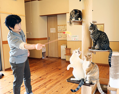 しあわせニャンコ 山本薫さん、利雄さん | 伊賀人バンザイ！ | 伊賀