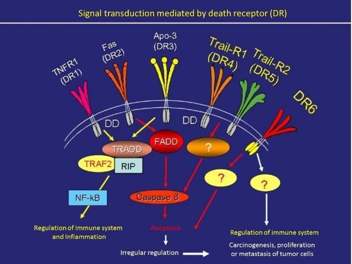 アポトーシス誘導機構の解明｜研究紹介｜研究紹介｜北海道大学 遺伝子