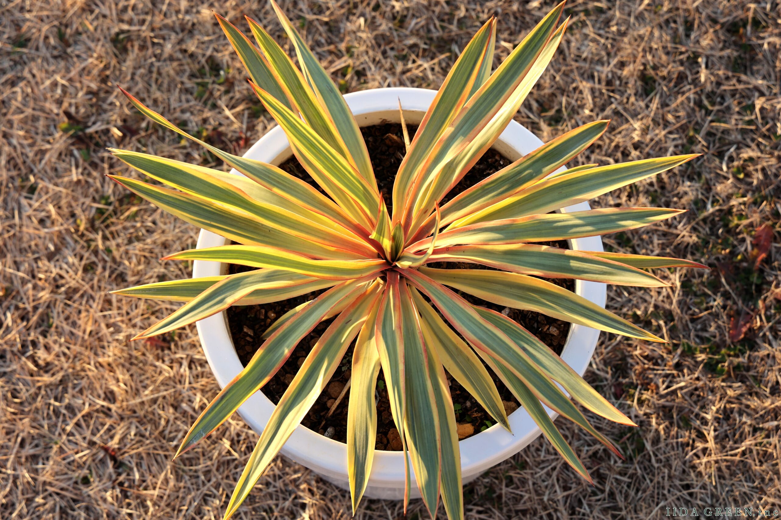 ユッカ・グロリオサ・ブライトスター - IIDA GREEN