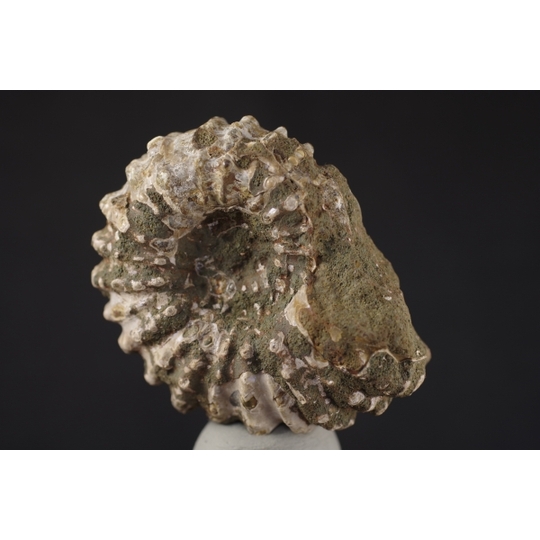 モロッコ産アンモナイト化石 155g 天然石販売 名取貴石 天然石