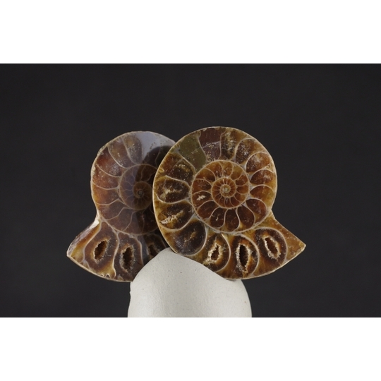 アンモナイト化石 ペア 天然石販売 名取貴石 天然石・国産原石の専門店