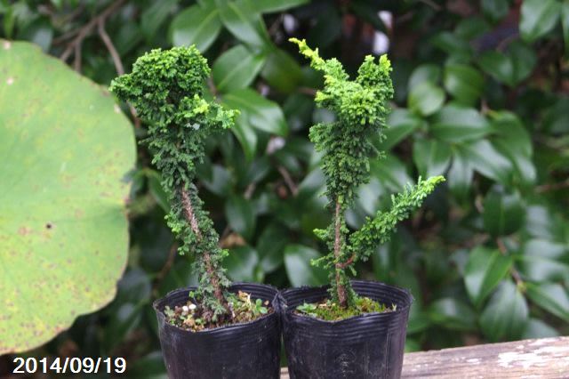 山野草の石田精華園 / セッカヒノキ 3号(9cmポット) 【石化檜 石化