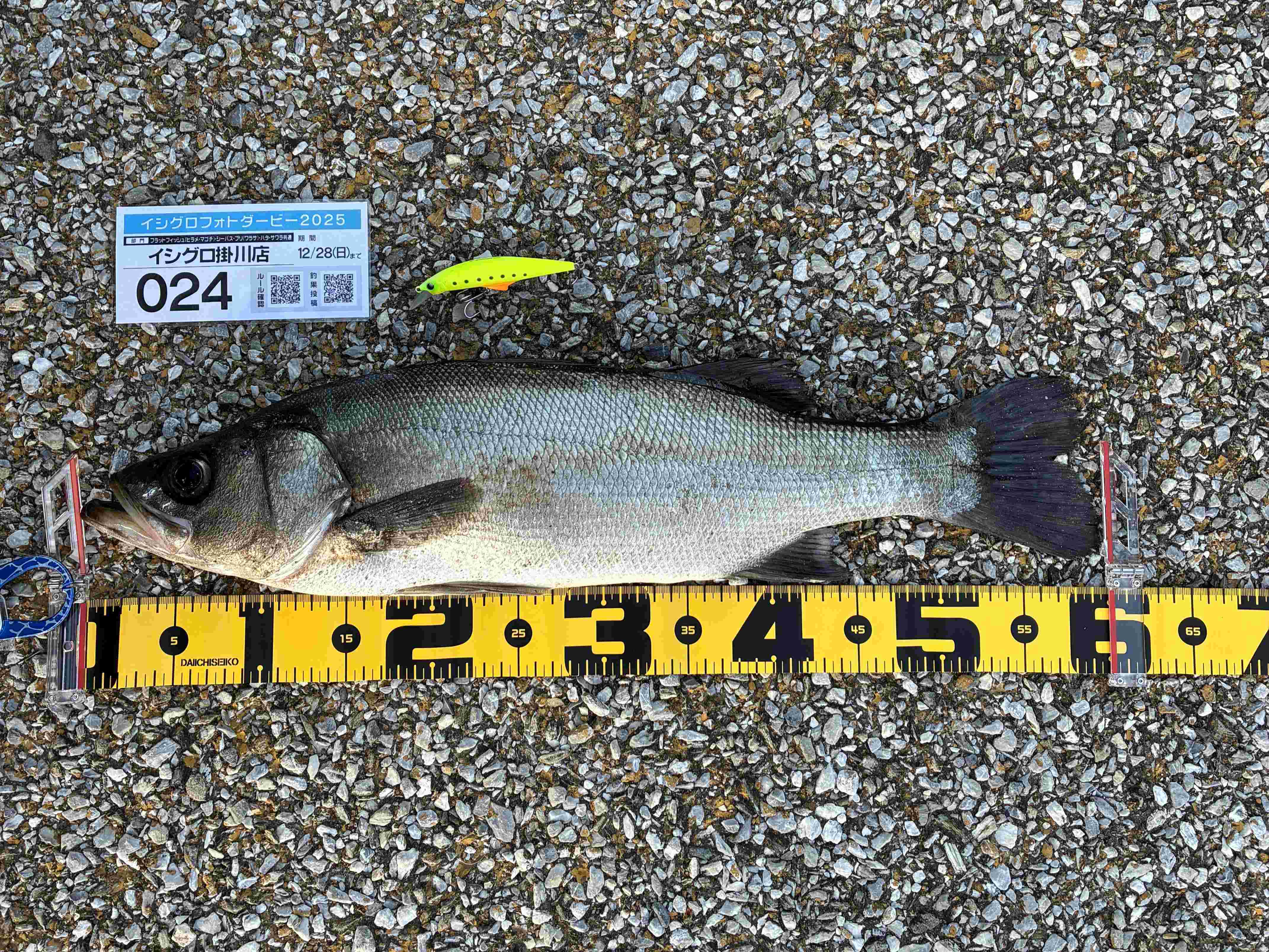 遠州サーフでヒラスズキ | 釣具のイシグロ | 釣り情報サイト