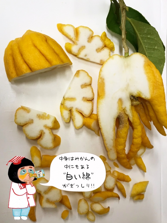 仏手柑 - 伊藤農園のみかんな図鑑