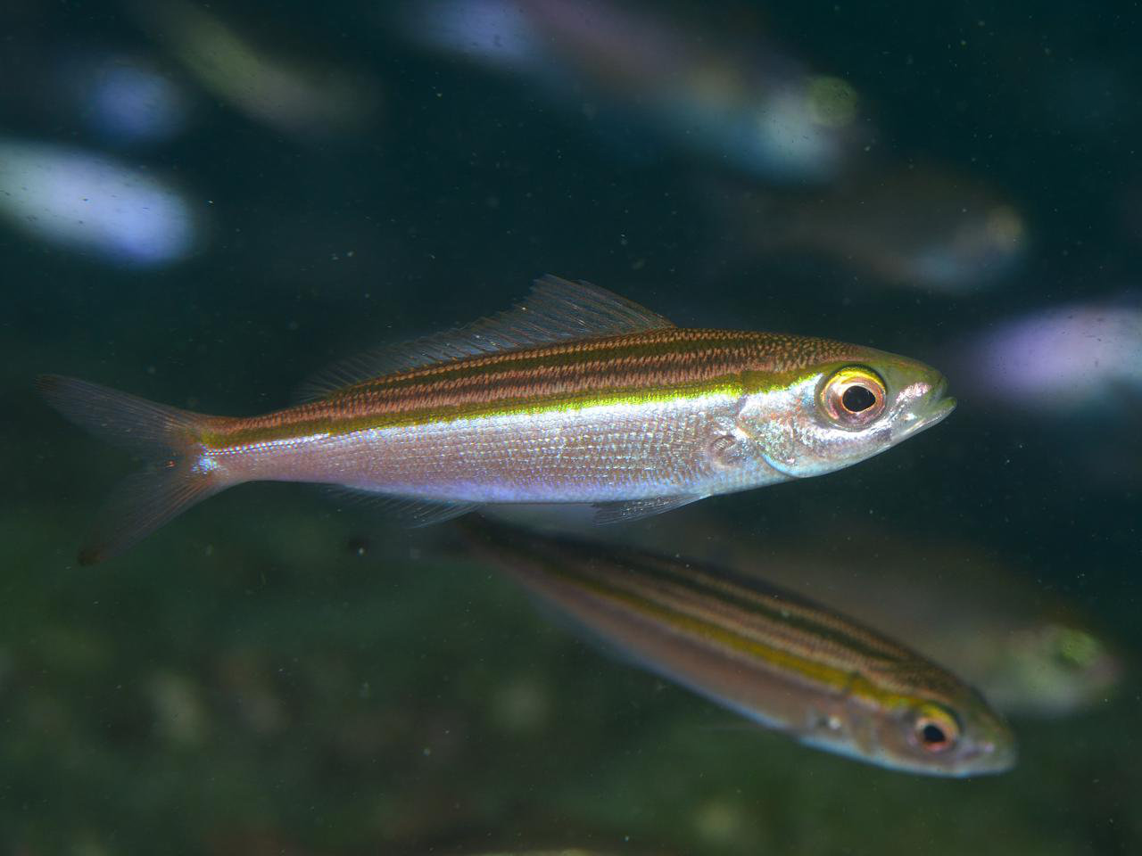 ニセタカサゴ - Izuzuki海の生き物大図鑑(笑)