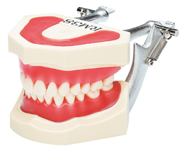 全顎タイポドント模型 | 株式会社 JM Ortho