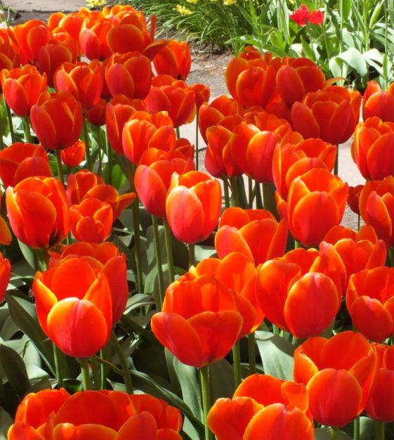 Tulip World's Favorite