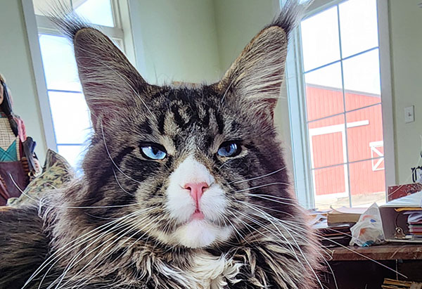 Maine Coon Cats for Sale | Maine Coon Breeder | Greenville, Maine