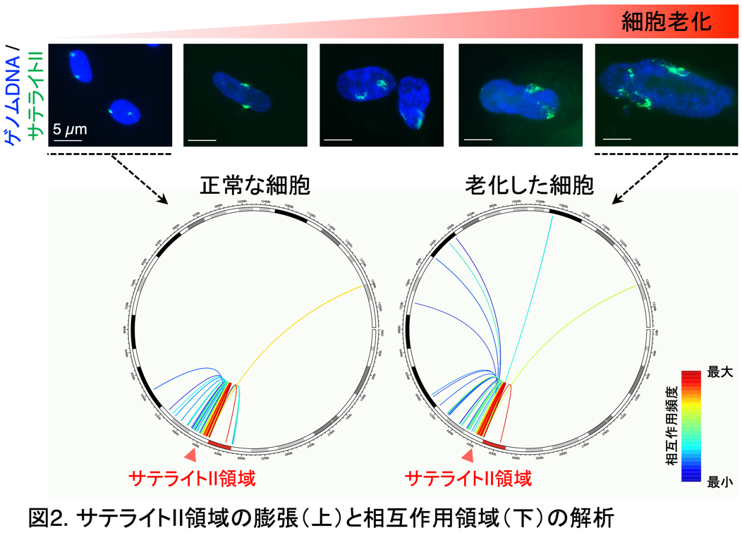 ニュースリリース】がん関連線維芽細胞の染色体構造の特徴を解明