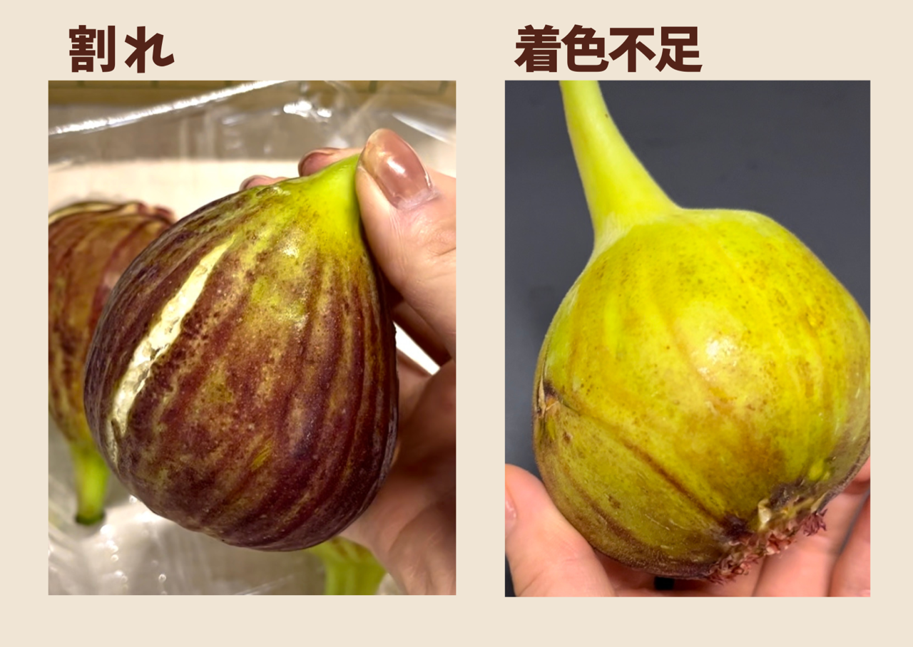 B品】ハウスいちじく3箱 (1パック3～7個入×4): あいちゴコロ|【JA