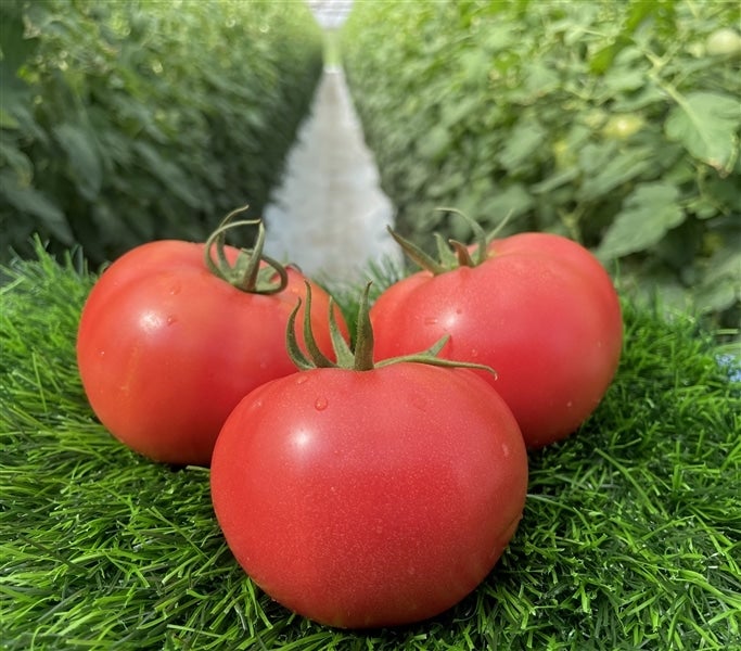 ひがしみの王様トマト【期間限定 約4kg】: 飛騨・美濃うまいもん