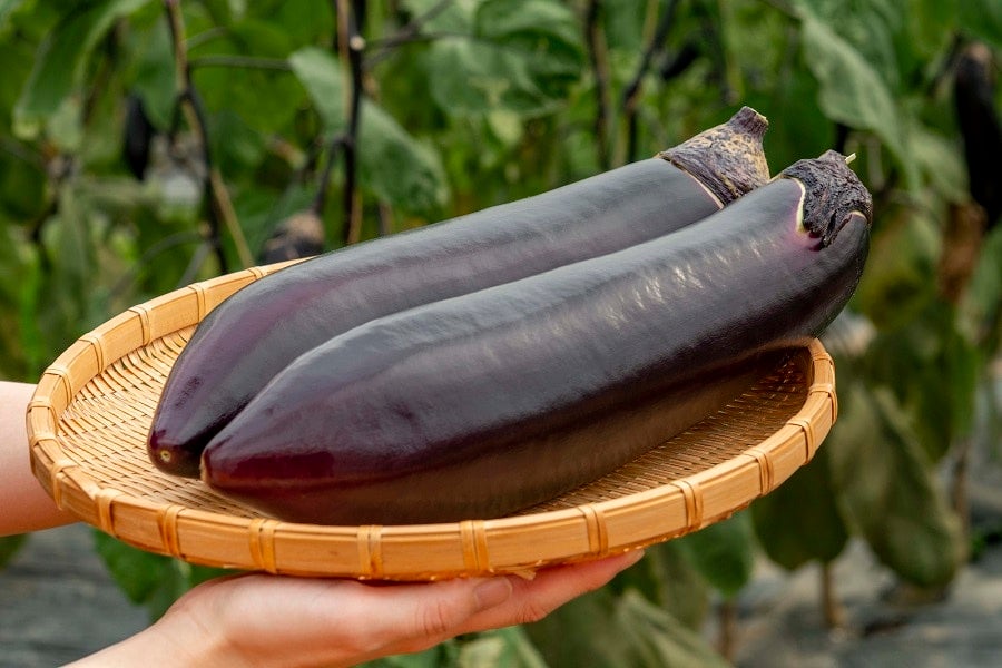 たいした！たまげた！萩たまげなす！見た目も味もたまげます！【8本