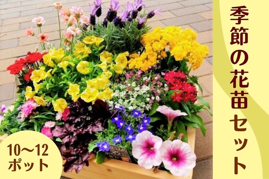 生産農場直送！季節の花苗セット: 正直やまぐち|【JAタウン】産地