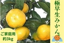 極早生みかん 【ご家庭用・約3kg】 ～みかんの島からお届け～: 正直
