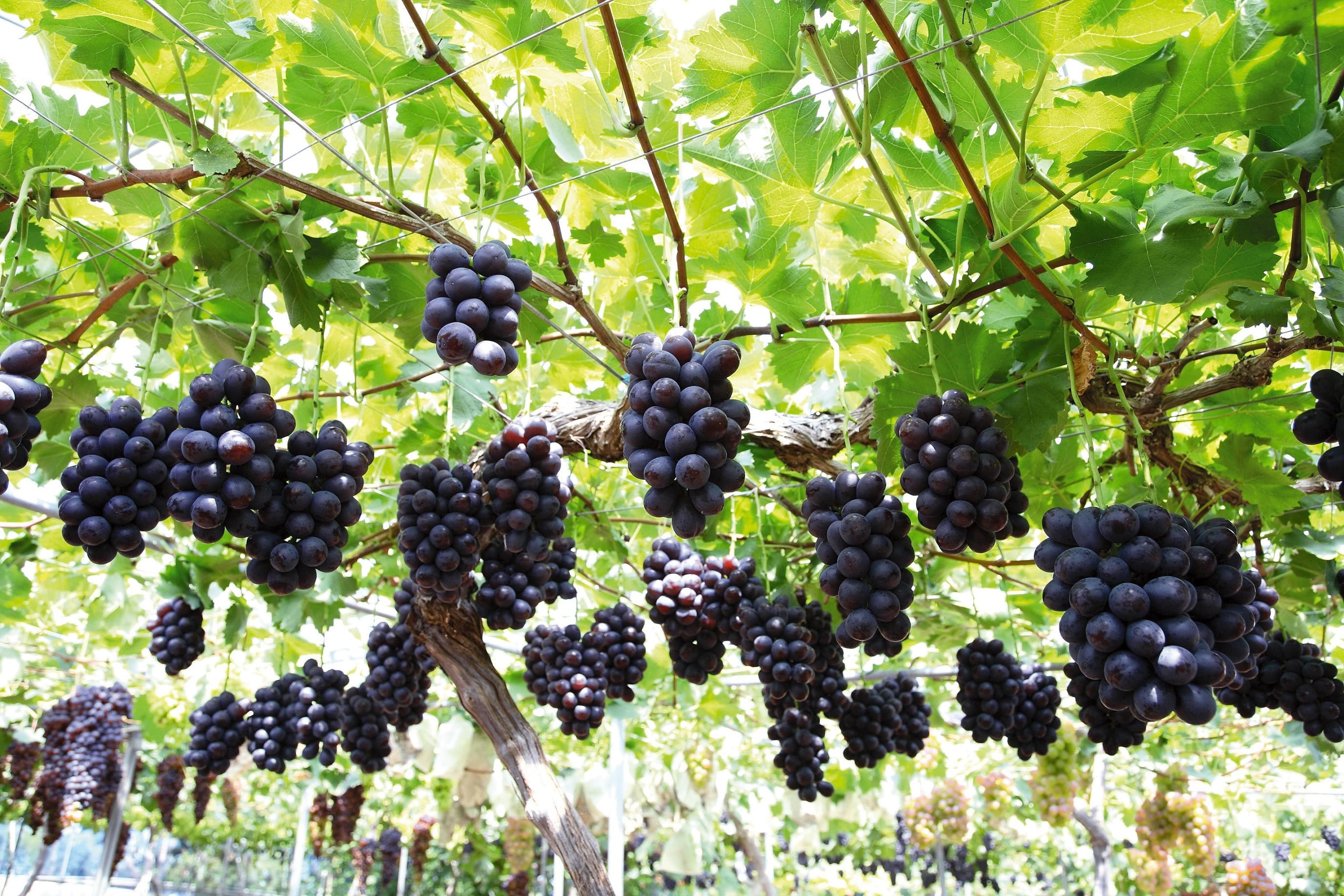 シャインマスカット&ニューピオーネ 各1房詰（8月下旬頃～9月下旬