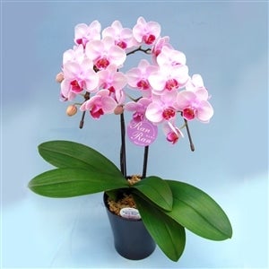 ミディー胡蝶蘭 ランラン 2本立 (4号化粧鉢/40cm前後): JA全農ちば