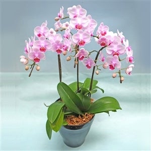 ミディー胡蝶蘭 ランラン 3本立 (6号化粧鉢/50cm前後): JA全農ちば