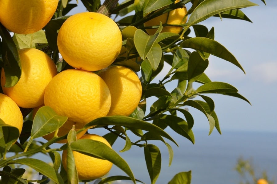 露地栽培「湘南ゴールド」5kg M・Lサイズ(3月中旬頃～順次発送): JA