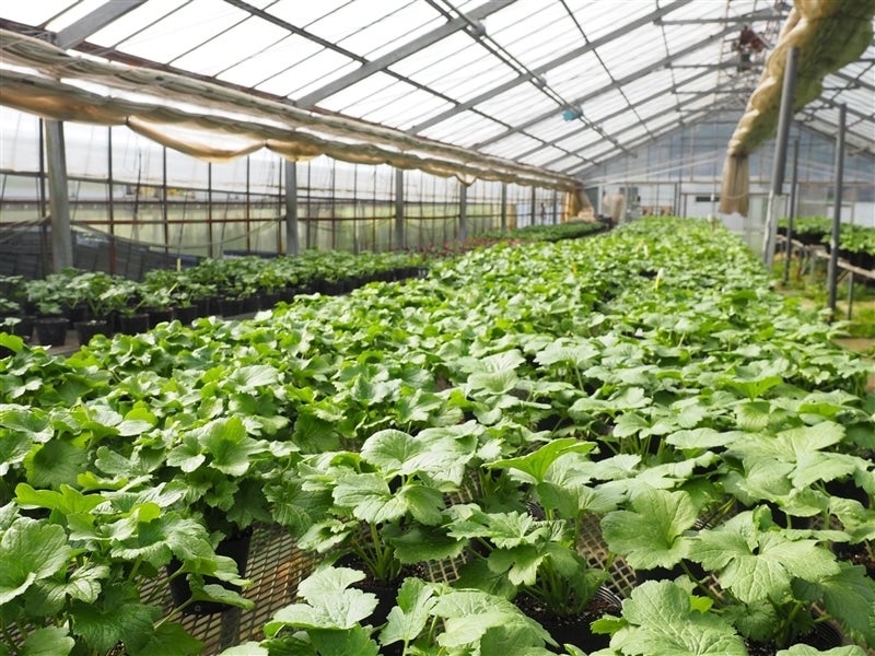 ラナンキュラス ラックスシリーズ【ピュタロスⅡ】5号鉢（冷蔵処理