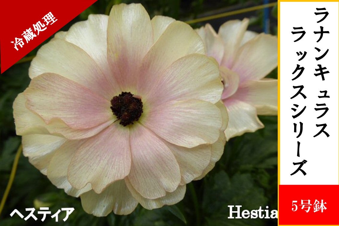 ラナンキュラス ラックスシリーズ【ヘスティア】5号鉢（冷蔵処理