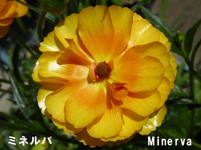 ラナンキュラス ラックスシリーズ【ミネルバ】5号鉢（冷蔵処理）: JA