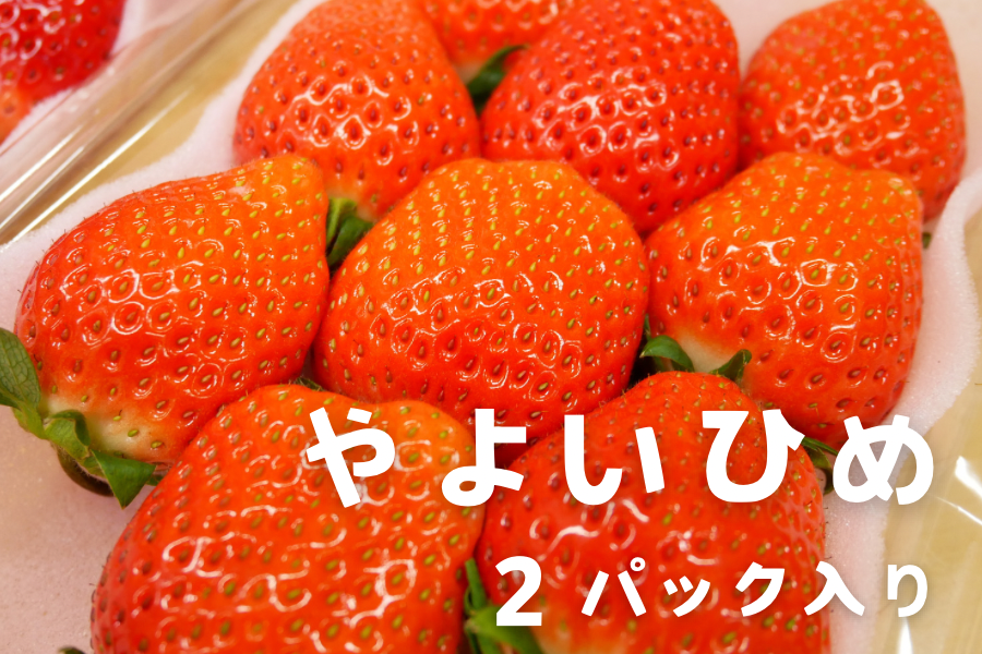 朝採り完熟いちご『やよいひめ』2パック入り 茨城県産: いいもの